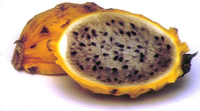 dragonfruit2.jpg