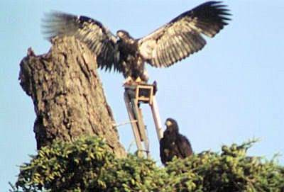 Hornby eaglets