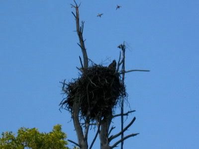 Barton's Cove eaglets