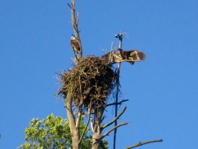 Barton's Cove eaglets