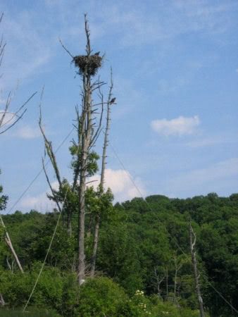 Barton's Cove eaglets