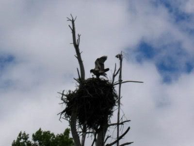 Barton's Cove eaglets