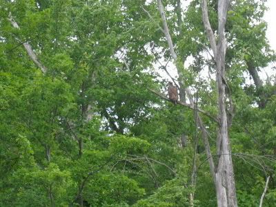 Barton's Cove eaglets