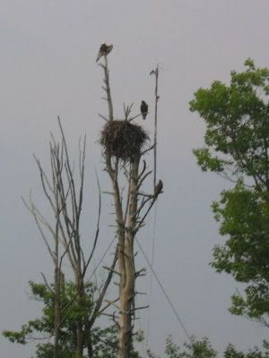 Barton's Cove eaglets