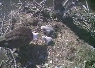 Barton's Cove eaglets