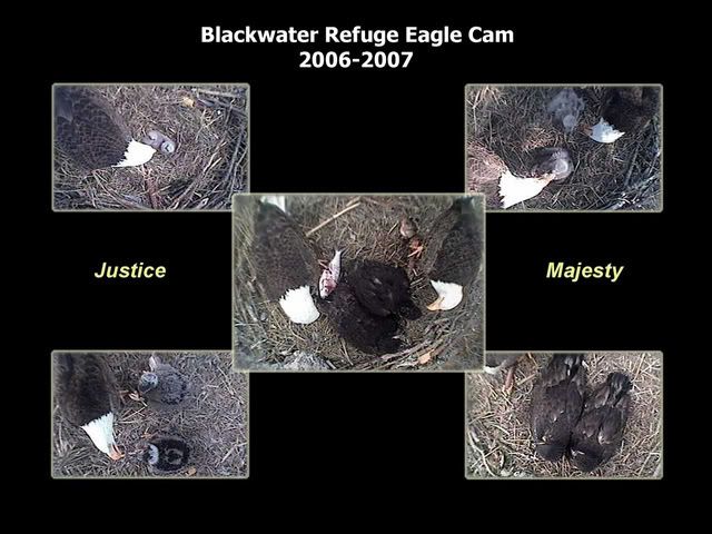 Blackwater eaglets