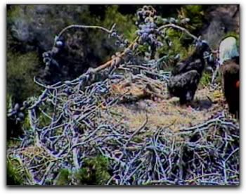 Santa Cruz eaglet