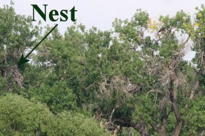 Fort St. Vrain Eaglets