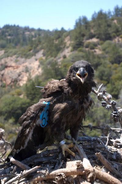 Jim's photo of Limuw at banding