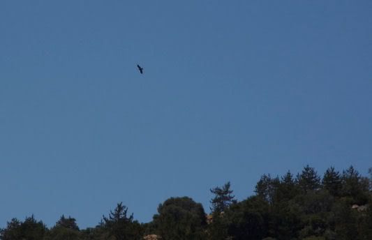 Santa Cruz eaglet