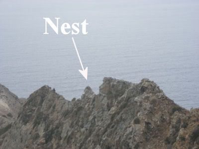 West End nest