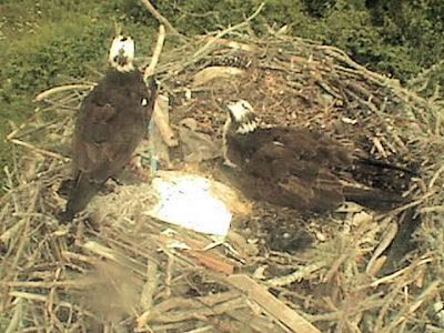 Woods Hole Osprey
