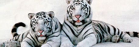 attractions_white_tigers.jpg