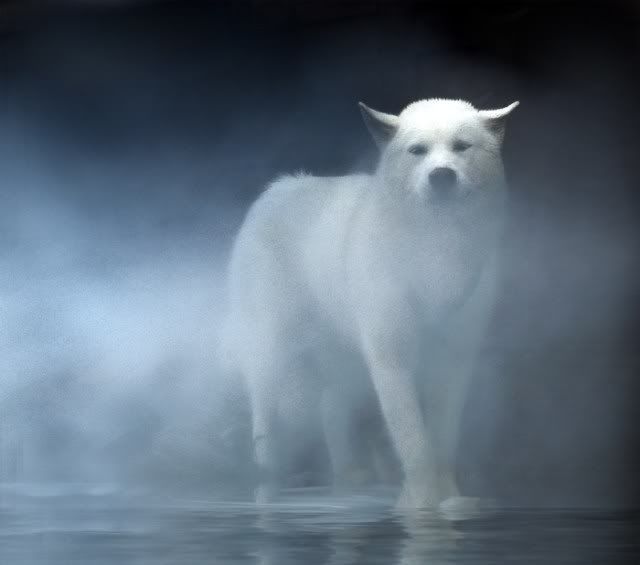 animals2023wwg.jpg White WoLF spirit image by PeachesBaby1957