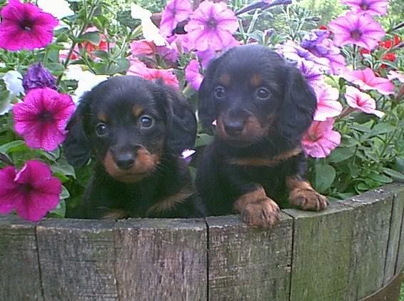 1f85.jpg Black & Tan long coats image by RawlsDachs