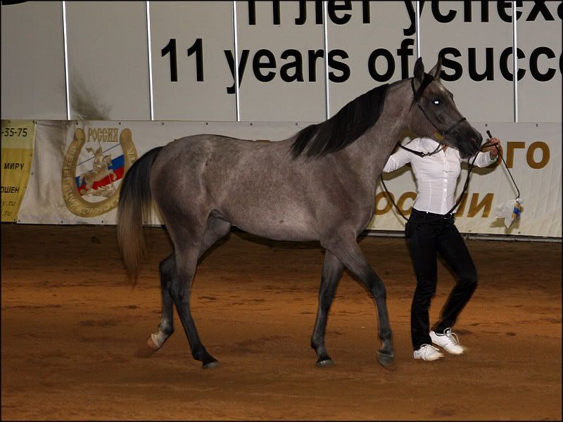 equi15.jpg