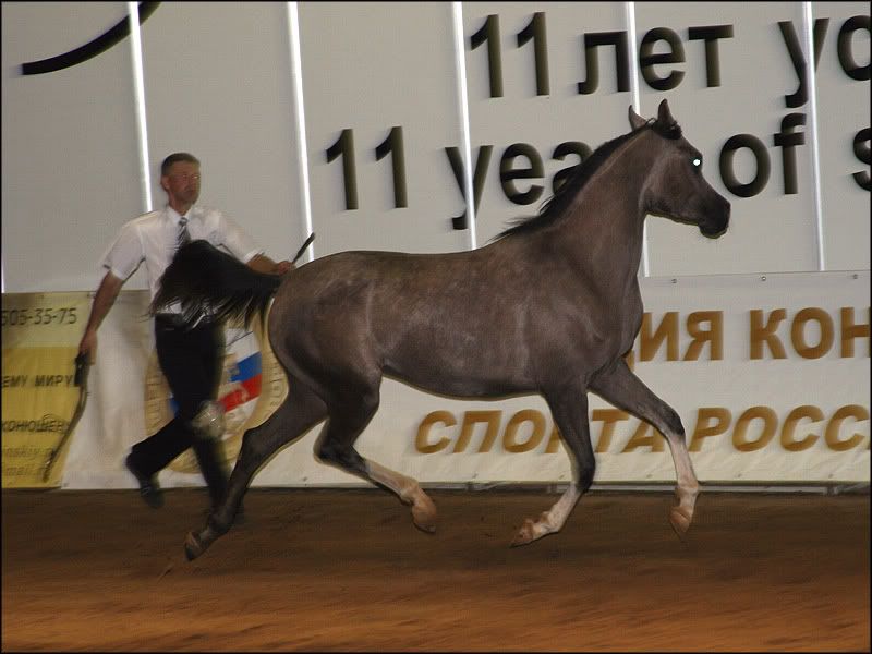 equi25.jpg