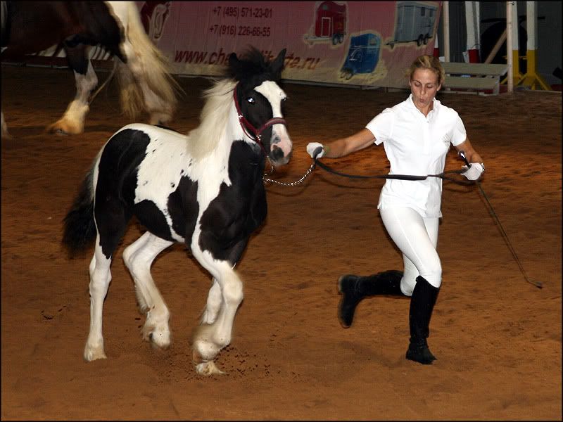 equiros7.jpg