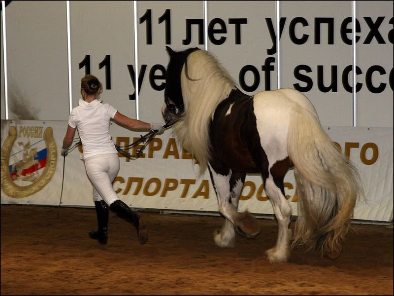 equiros8.jpg