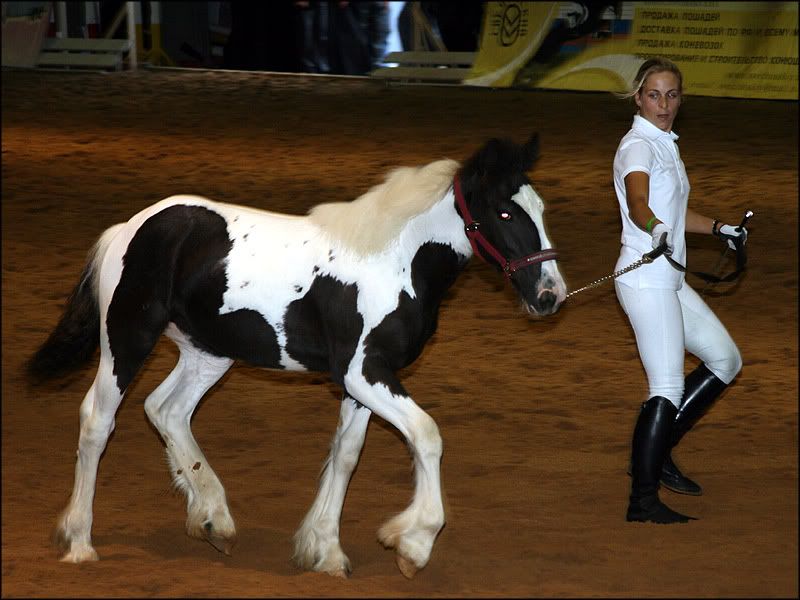 equiros9.jpg