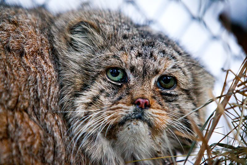 manul.jpg