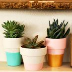Modern Potted Plants
