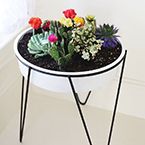 Vintage Planter Cacti Garden