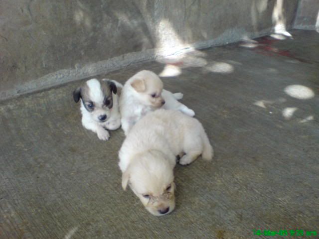 Shih+tzu+mixed+with+poodle