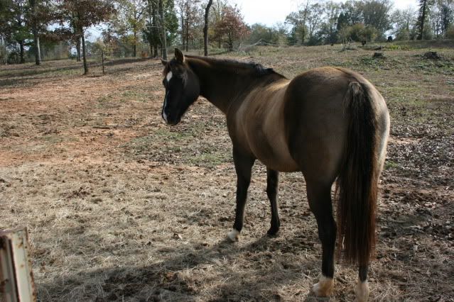 horsepics001.jpg