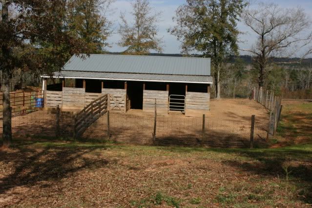 horsepics006.jpg