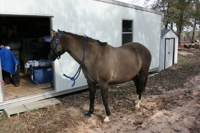 horsepics008.jpg