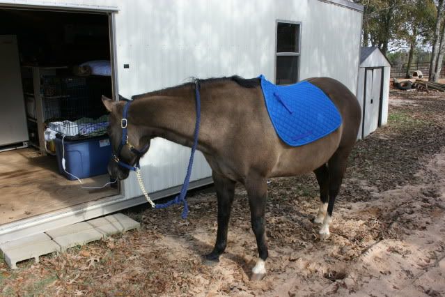 horsepics009.jpg
