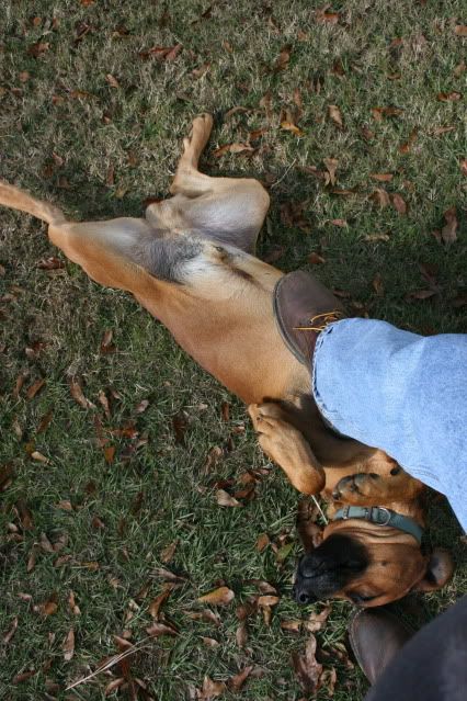 horsepics011.jpg