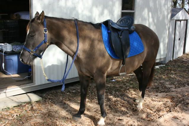 horsepics012.jpg