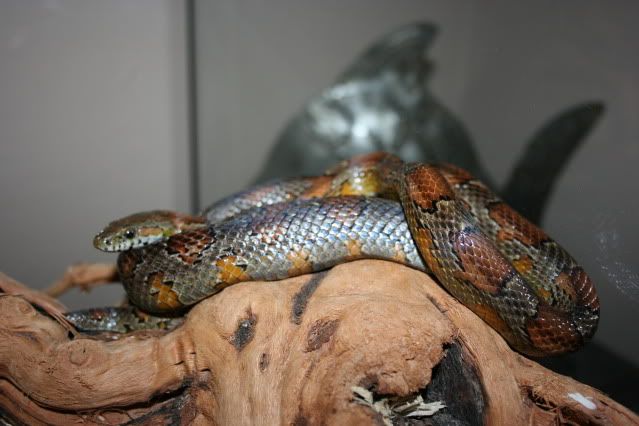 snakephotoshoot001-3.jpg