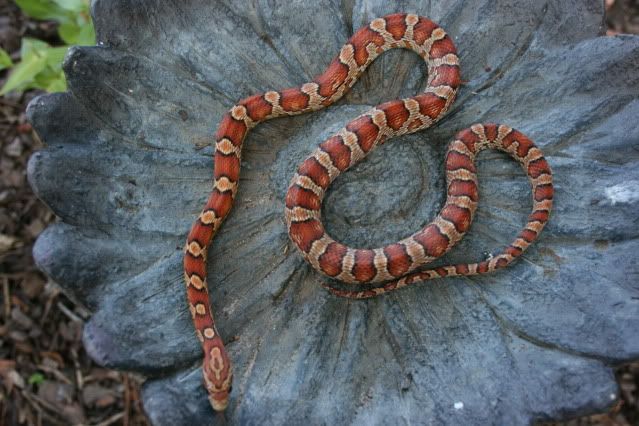 snakephotoshoot017.jpg