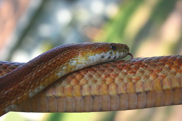 snakephotoshoot018.jpg