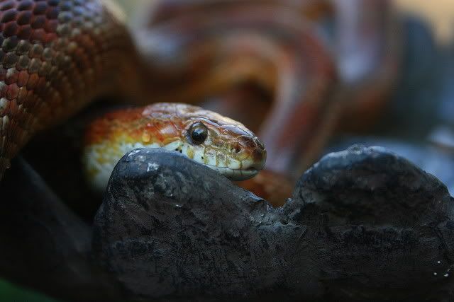 snakephotoshoot022.jpg