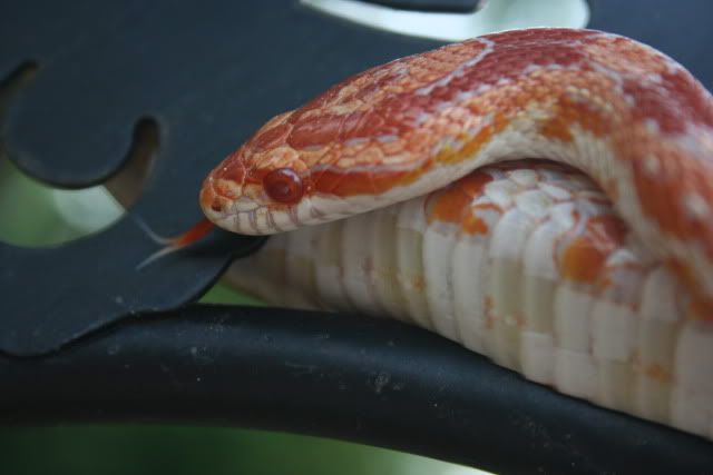 snakephotoshoot024.jpg