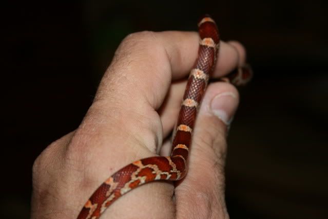 snakephotoshoot030.jpg