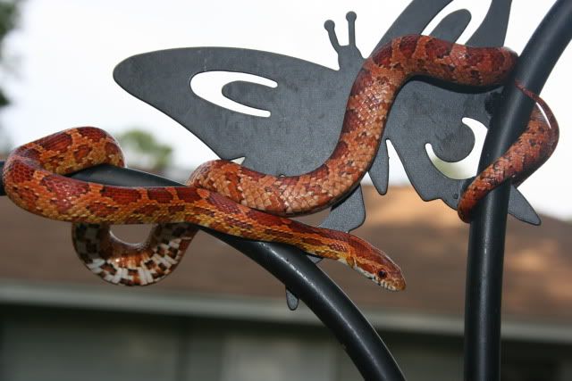 snakephotoshoot042.jpg