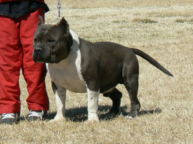 staffordshire bull terrier pedigree database