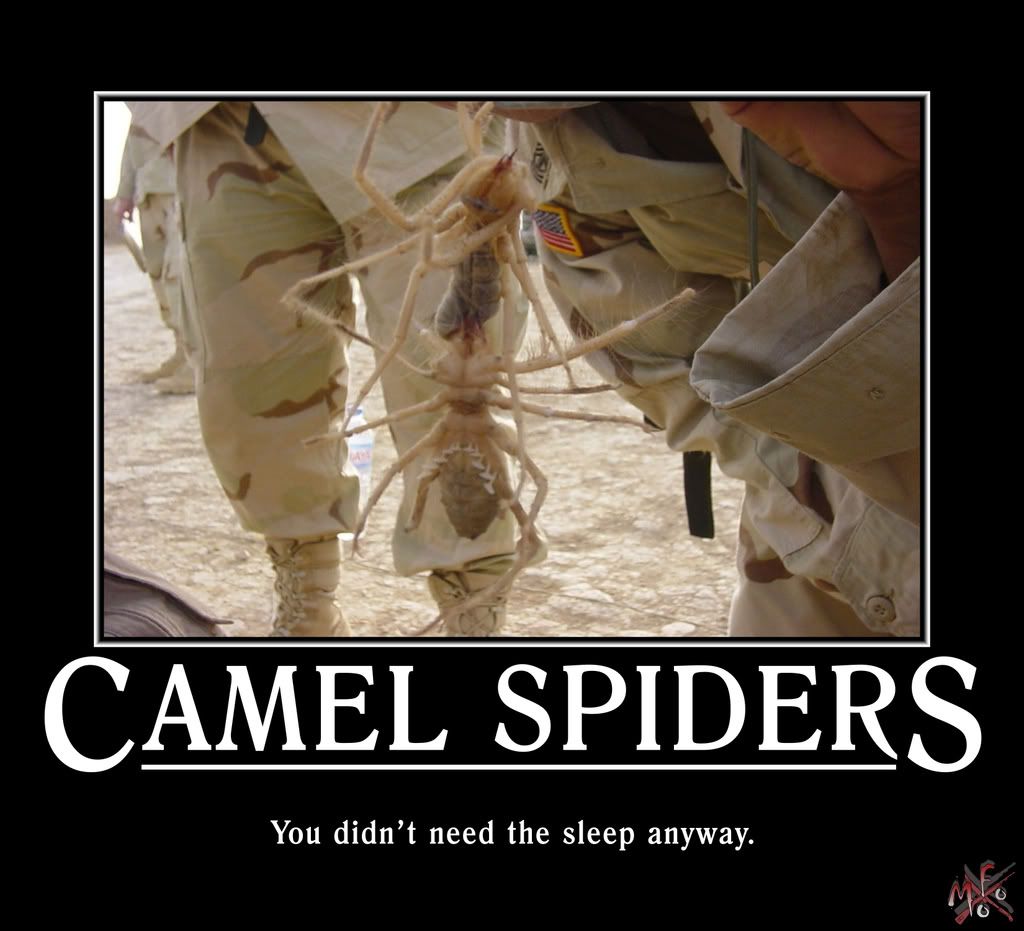 Arabian Camel Spider