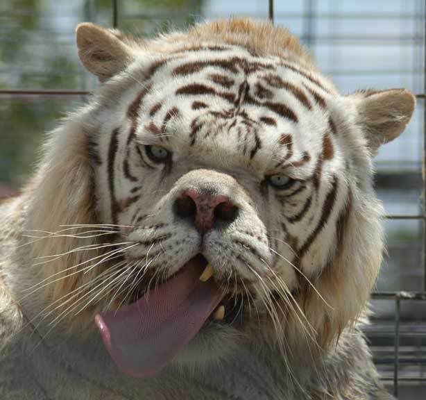 deformed white tiger pictures. WhiteTigerDeformed1.jpg down