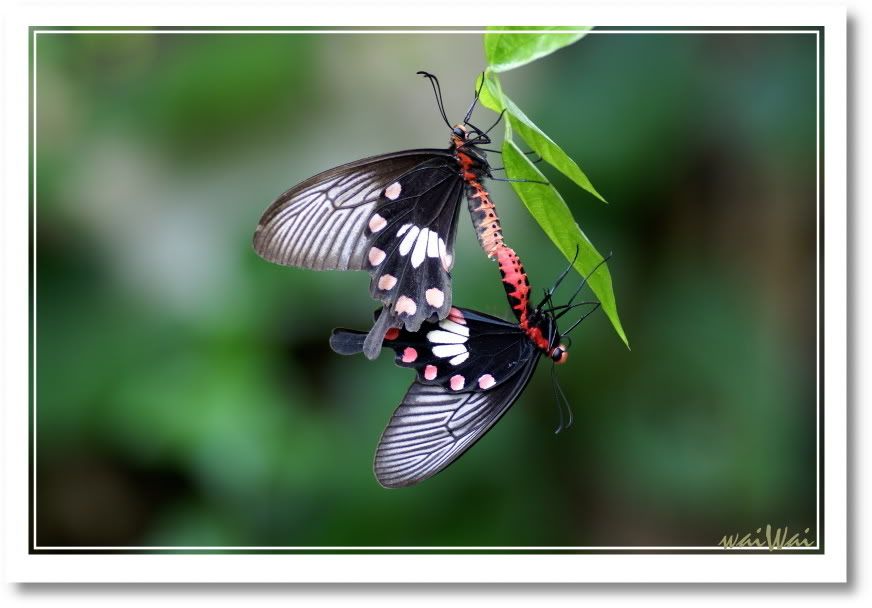 Photo Sharing and Video Hosting at Photobucket