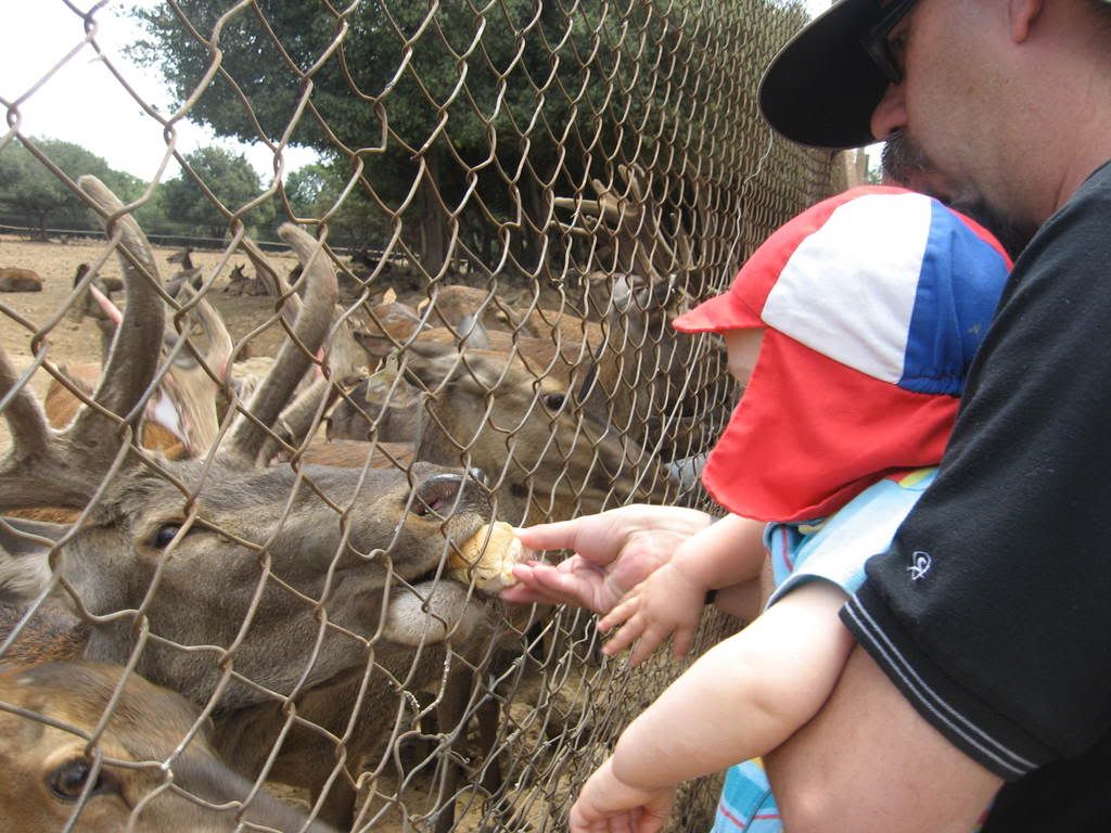 IMG_1105.jpg picture by keshetbanan