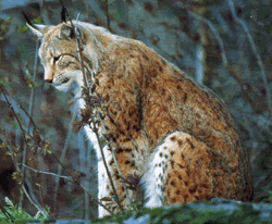 lynx