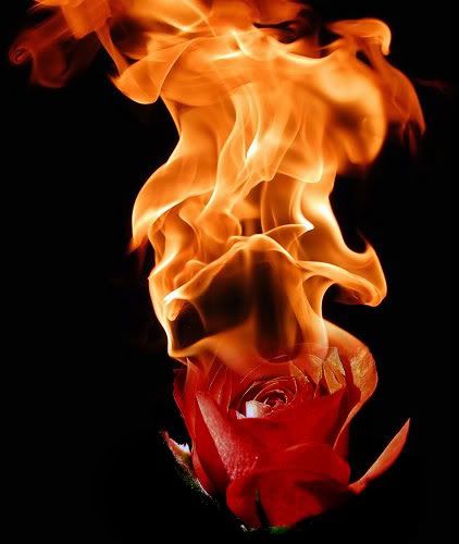 Burning Rose Avatar