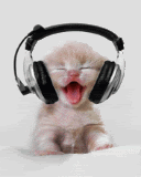 cat listen to music