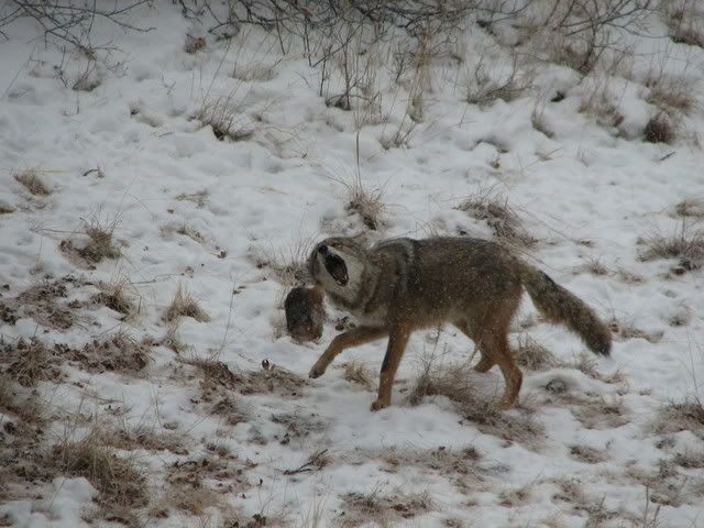 CoyoteBudda.jpg